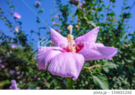 ムクゲの花ー1 ムクゲの花ー1 130681288