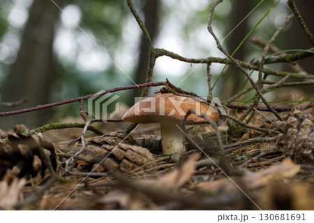 Close-up captures a Suillus grevillei mushroom on the forest floor, nestled amongst twigs and cones. Close-up captures a Suillus grevillei mushroom on the forest floor, nestled amongst twigs and cones. 130681691