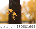黄色く紅葉したモミジ 130681693