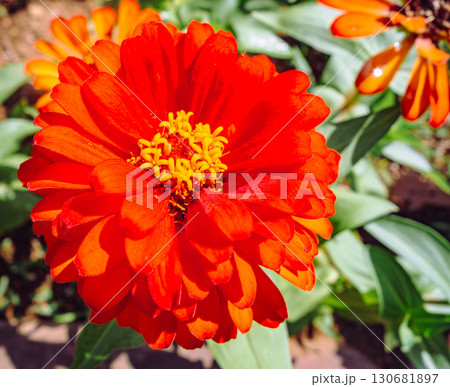 百日草の花ー15 130681897