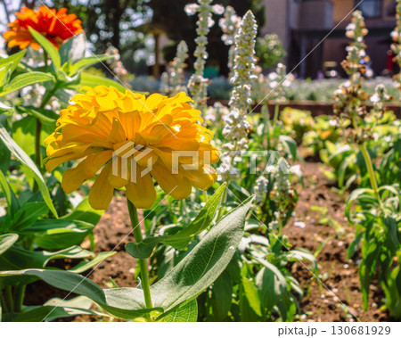 百日草の花ー42 130681929