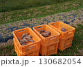 収穫したおいしいサツマイモ 130682054