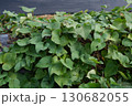 大きく育ったサツマイモの葉 130682055