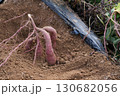 掘りたてのサツマイモ 130682056