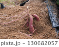 掘りたてのサツマイモ 130682057