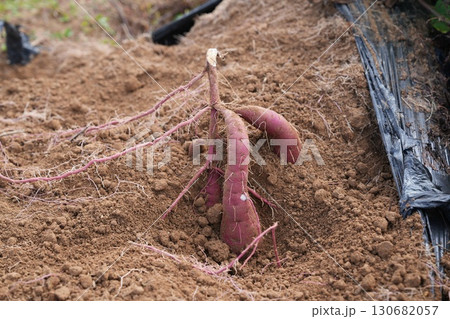 掘りたてのサツマイモ 130682057