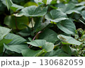 葉にとまるバッタ 130682059