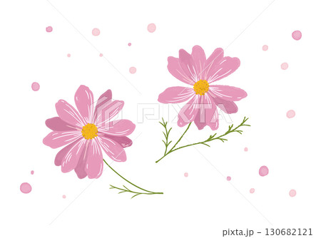 シンプルな水彩のコスモスのイラスト 130682121