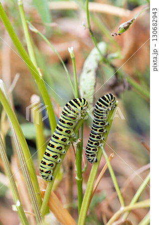 キアゲハの幼虫 130682943