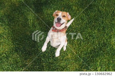Energetic beagle with tongue out leaping on green lawn, front paws lifted and ears flapping in a cheerful display of playful joy 130682962