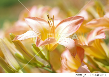 ピンク色のデイリリー(ヘメロカリス)が咲いています。このデイリリーの名前はタムリンです。 ピンク色のデイリリー(ヘメロカリス)が咲いています。このデイリリーの名前はタムリンです。 130683054