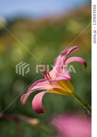 ピンク色のデイリリー(ヘメロカリス)が咲いています。このデイリリーの名前はパトリシア・フェイです ピンク色のデイリリー(ヘメロカリス)が咲いています。このデイリリーの名前はパトリシア・フェイです 130683088