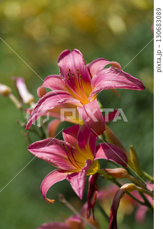 ピンク色のデイリリー（ヘメロカリス）が咲いています。このデイリリーの名前はパトリシア・フェイです 130683089