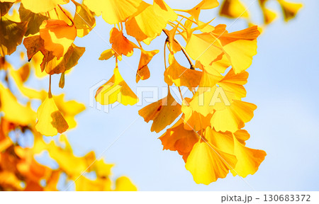 深まる秋の公園で黄色に紅葉したイチョウの葉 深まる秋の公園で黄色に紅葉したイチョウの葉 130683372