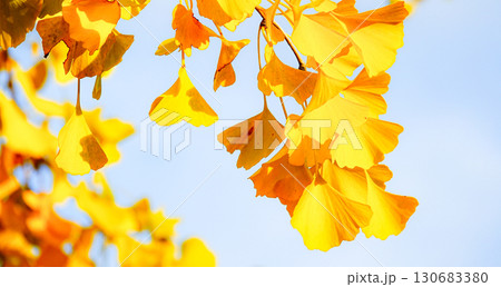 深まる秋の公園で黄色に紅葉したイチョウの葉 深まる秋の公園で黄色に紅葉したイチョウの葉 130683380