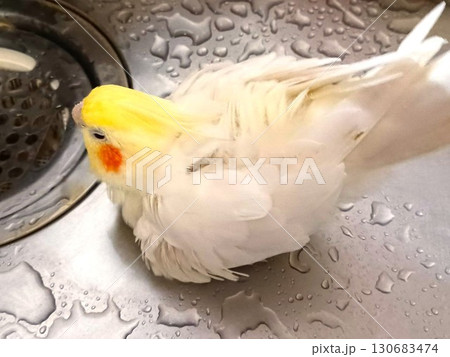 台所シンクで水浴びをする手乗りのオカメインコ 130683474