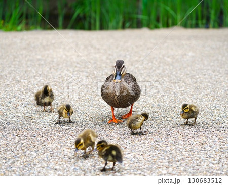 道路を歩くカルガモの親子 130683512