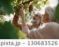 Senior couple picking grapes together in vineyard, enjoying a sunny day outdoors surrounded by green leaves and ripe grape clusters Senior couple picking grapes together in vineyard, enjoying a sunny day outdoors surrounded by green leaves and ripe grape clusters 130683526
