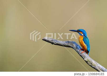 枝に止まるカワセミ 130684185