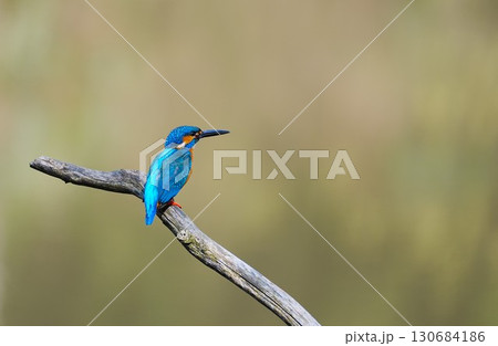 枝に止まるカワセミ 130684186