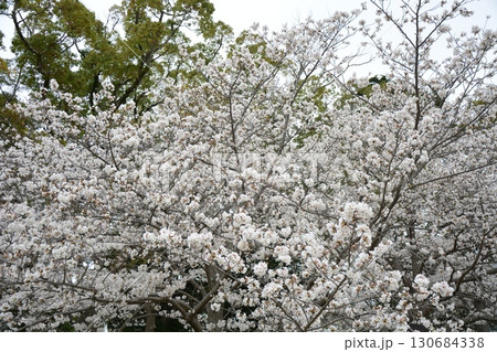 満開のさくら 満開のさくら 130684338
