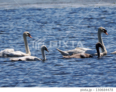 コブハクチョウの親子 コブハクチョウの親子 130684478