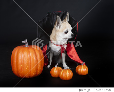 chihuahua in studio chihuahua in studio 130684690