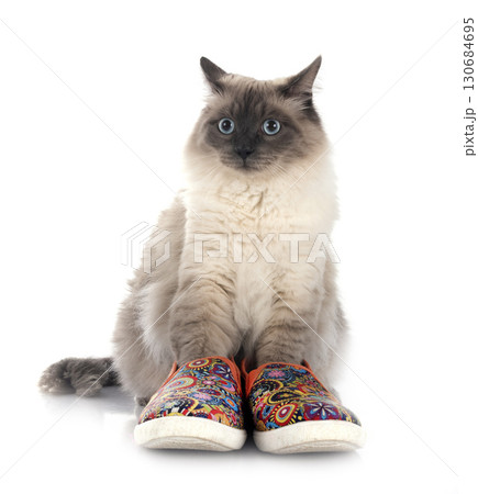 siberian cat in studio 130684695