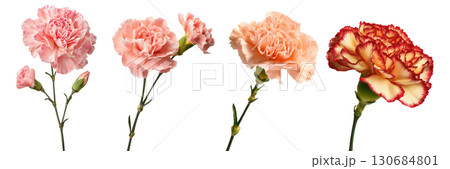 Set of beautiful Carnation flowers isolated on transparent background. 130684801