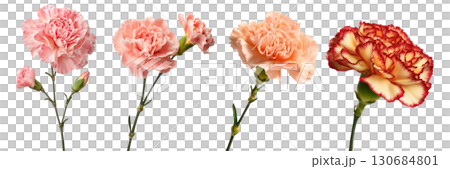Set of beautiful Carnation flowers isolated on transparent background. 130684801