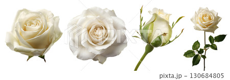 Set of beautiful white Rose flowers isolated on transparent background. 130684805