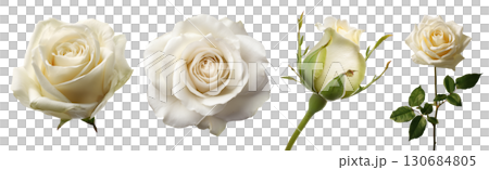 Set of beautiful white Rose flowers isolated on transparent background. 130684805