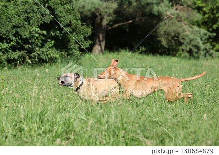 Amazing dog Pharaoh Hound running Amazing dog Pharaoh Hound running 130684879