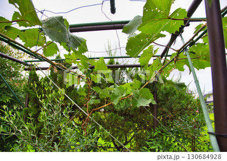 マイぶどうガーデン 130684928