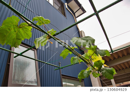 マイぶどうガーデン 130684929