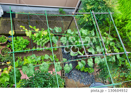 マイぶどうガーデン 130684932