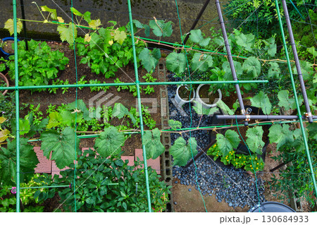 マイぶどうガーデン 130684933