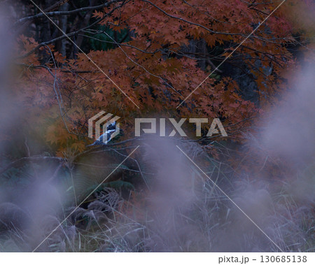 紅葉　鳥　秋 130685138