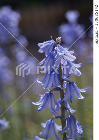 釣鐘水仙 釣鐘水仙 130685142