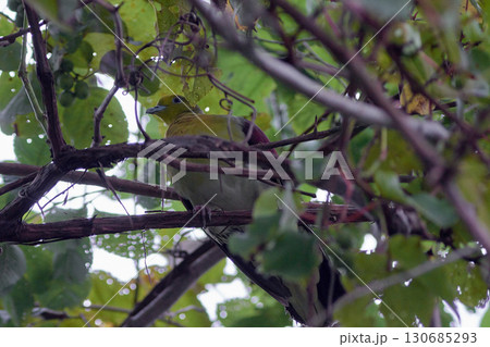 アオバト　茂み　コクワ　サルナシ 130685293
