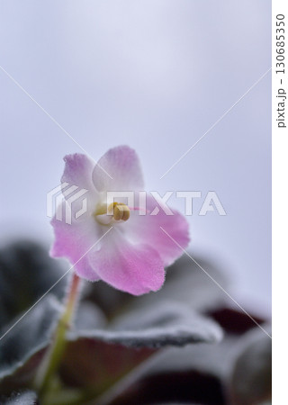 セントポーリア 130685350