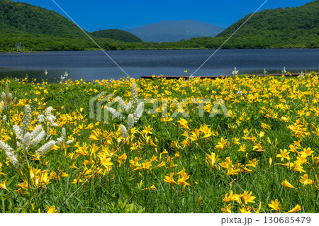 福島県喜多方市熊倉町雄国　雄国沼湿原の満開のニッコウキスゲと白いコバイケイソウと背景の西吾妻山の景色 130685479