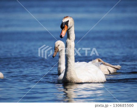 コブハクチョウの親子 130685500