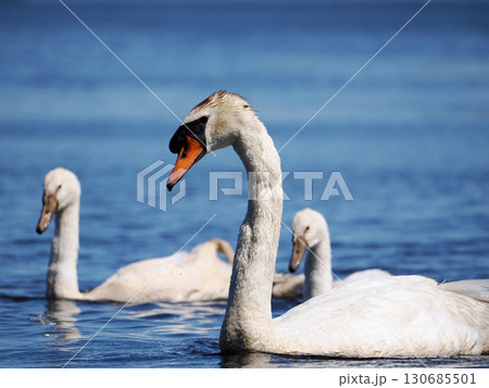 コブハクチョウの親子 130685501