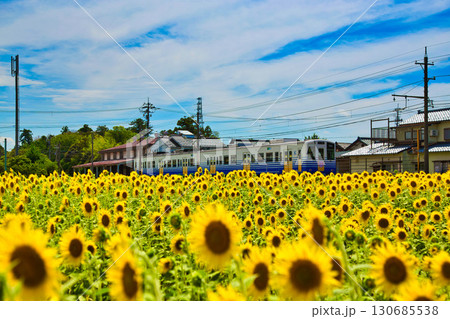 ひまわりとえちぜん鉄道 ひまわりとえちぜん鉄道 130685538