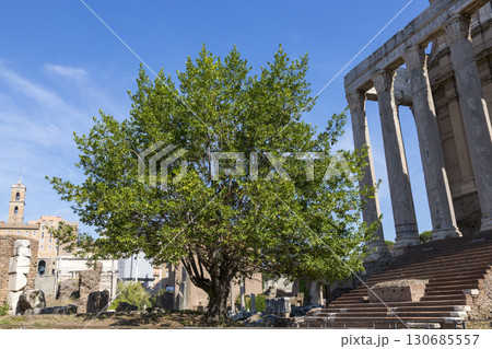 Rome, Italy - August 17, 2019: Green tree in the territory of the Roman Forum Rome, Italy - August 17, 2019: Green tree in the territory of the Roman Forum 130685557