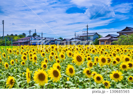 ひまわりとえちぜん鉄道 130685565