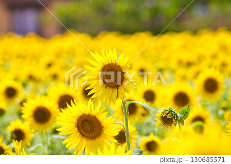 ひまわりとえちぜん鉄道 130685571