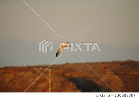 荒尾市　有明海　海岸　元旦の夕暮れ、 130685607