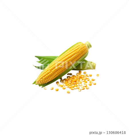 Fresh corn on the cob, strong yellow cobs, isolated on white background. 130686418